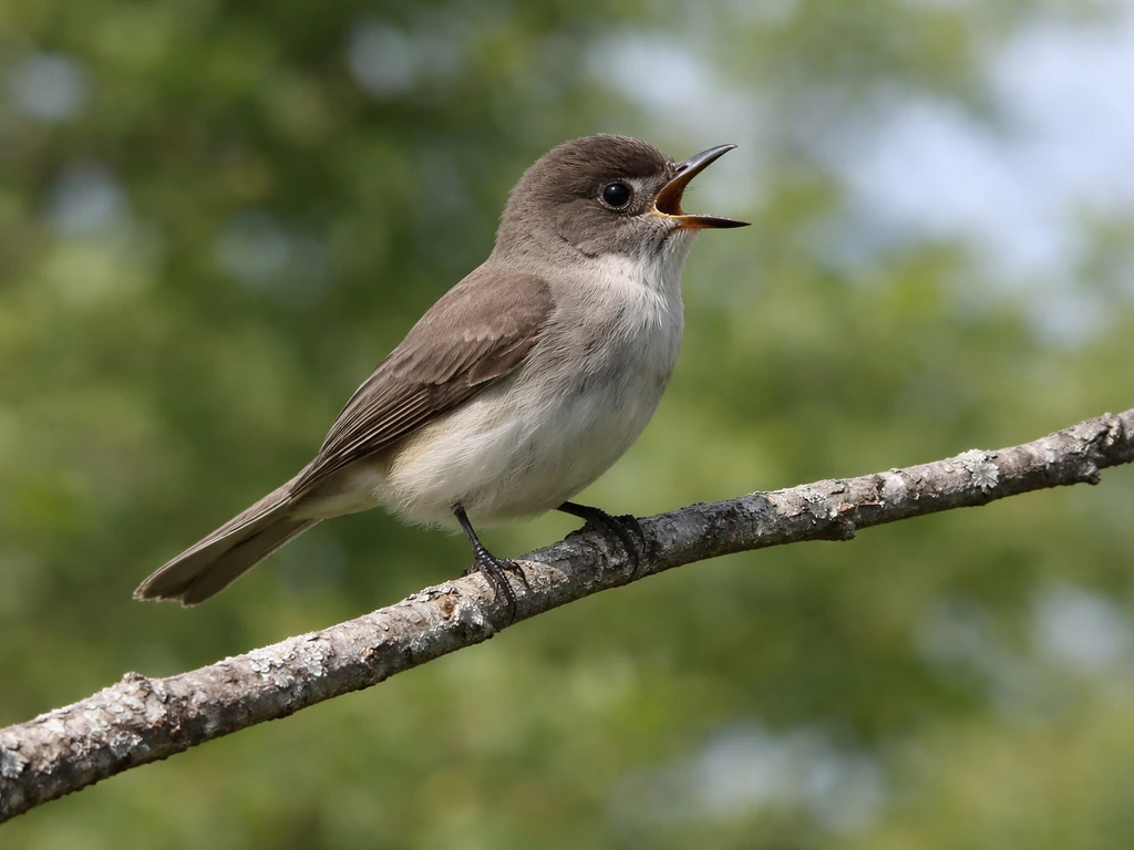 Brown-gray phoebe perched on an exposed branch, poised to catch insects in midair.