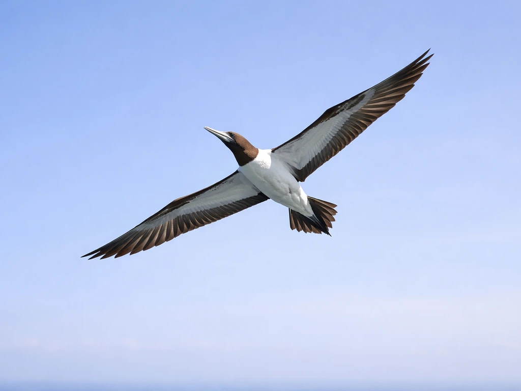 Booby-like seabird shot from below in flight, showing underwing shape and tail outline against sky.