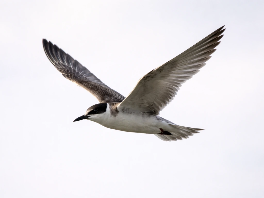 Juvenile tern in flight with a darker overall tone and heavier wing pattern against a pale sky