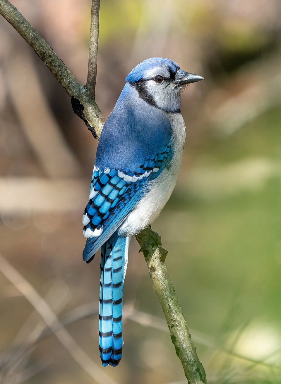 A blue jay perched on a branch against a blurred natural background.