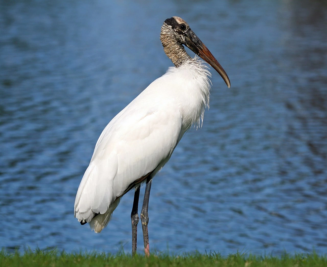 What Does a Stork Bird Look Like? Identification Guide
