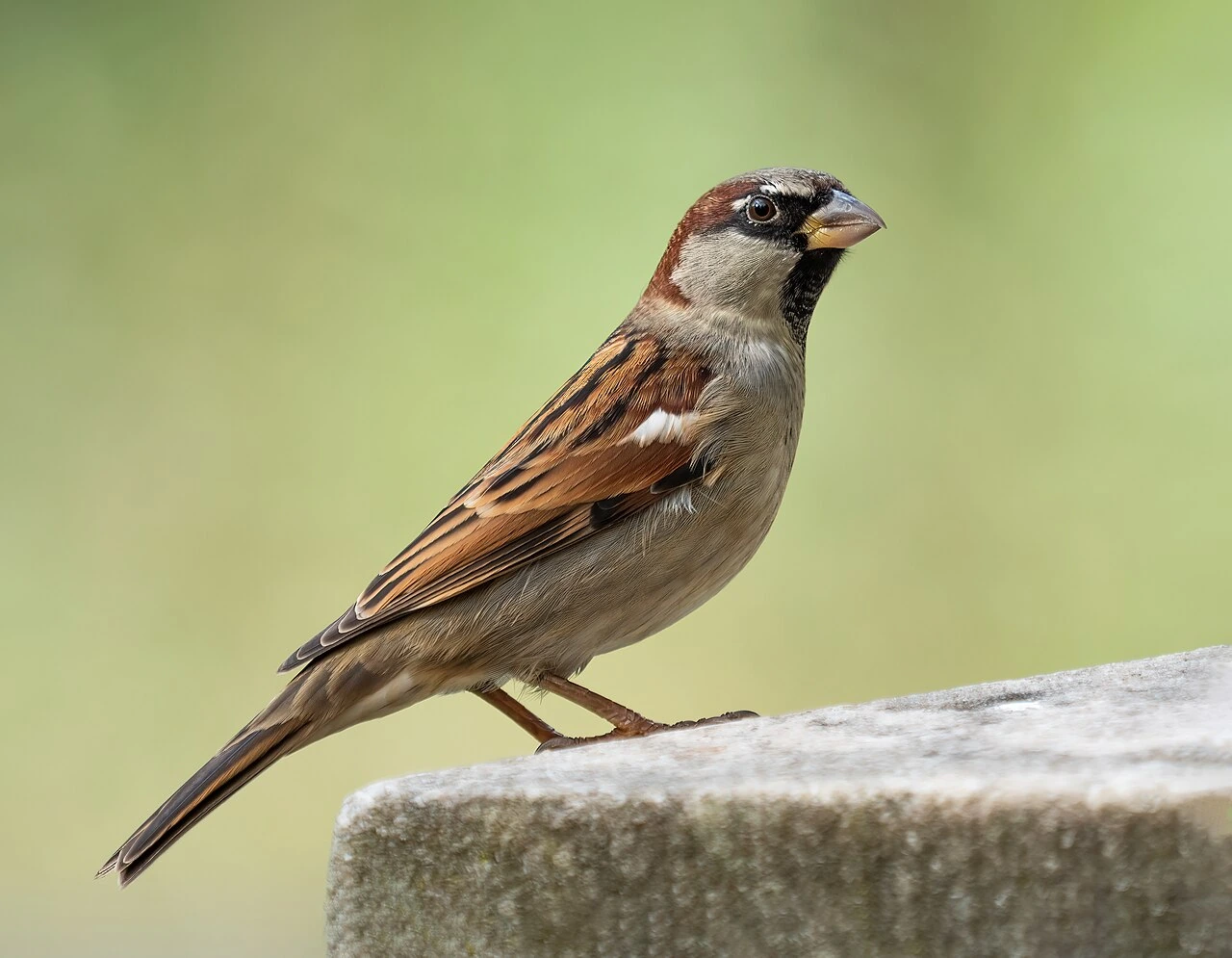 What Does a Sparrow Bird Look Like? Easy ID Guide